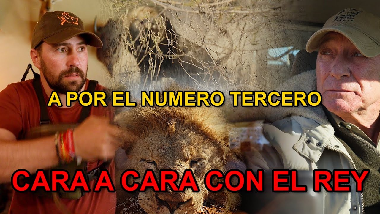 Caza del león en África. Rececho a la huella. Cazador profesional: Antonio Mora