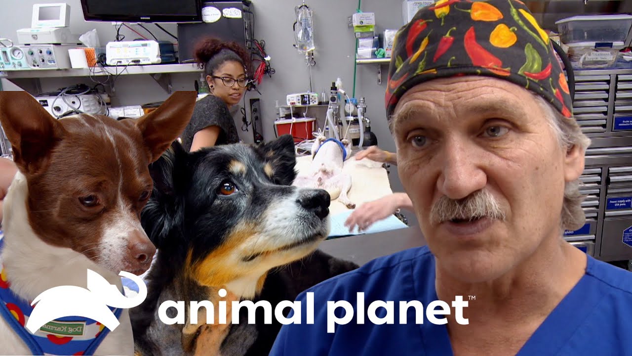Severos tumores tratados por el Dr. Jeff en canes | Dr. Jeff, Veterinario | Animal Planet
