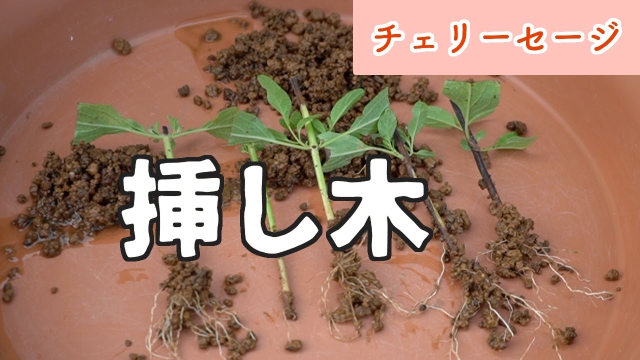 チェリーセージを更新したくて挿し木をしました