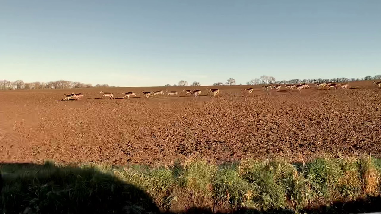 Fallow Deer herd