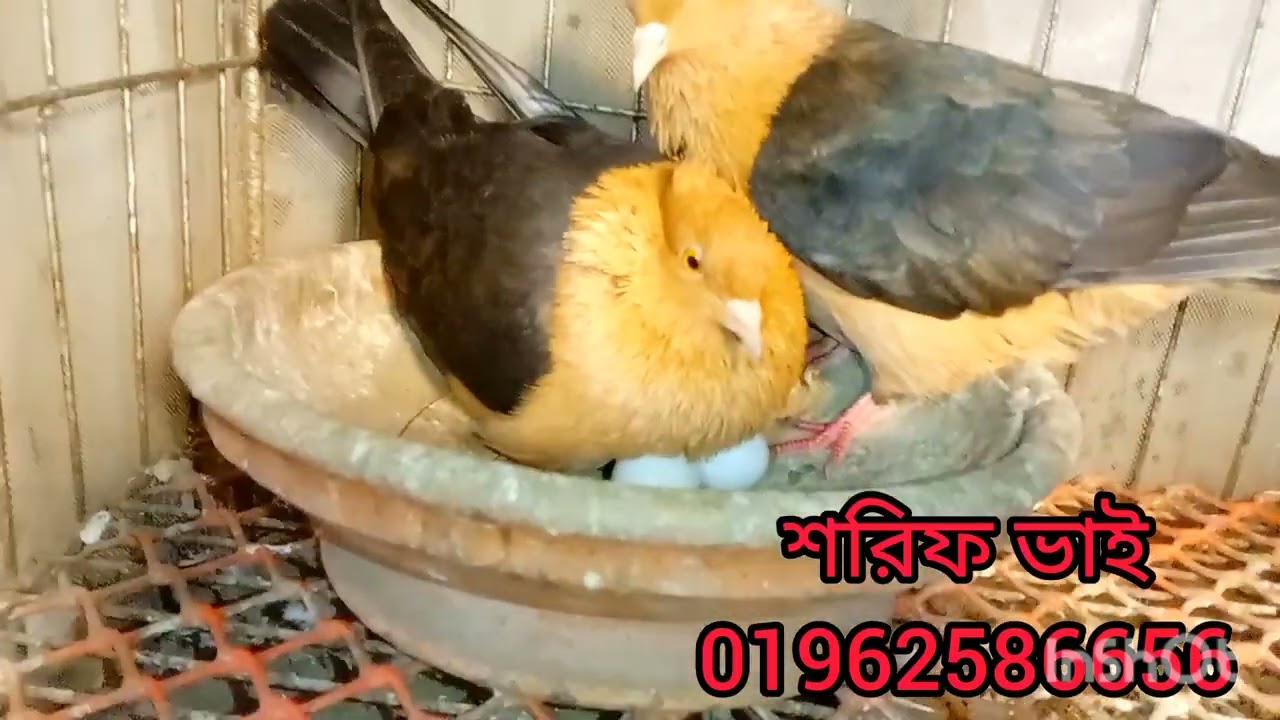 মাশাআল্লাহ আজকের কবুতরগুলো হান্ডেট পার্সেন্ট ডিম বাচ্চা গ্যারান্টি কবুতর কিনুন শরীফ ভাইয়ের কাছ থেকে
