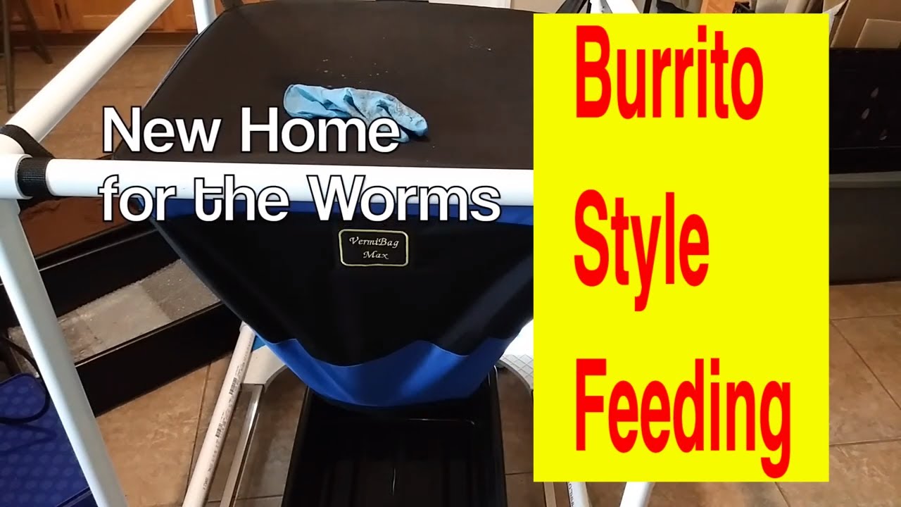 Vermiculture Compost Worms Fed Burrito Style - VermiBag Max - Stripeless Red Worms - 12.17.20