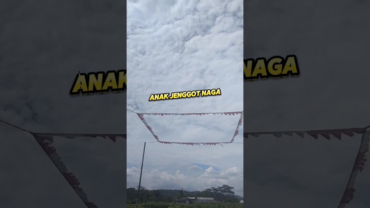 BALMOND ANAK JENGGOT NAGA! BENDERA 2 🔥 #jenggotnaga #adikanbs #merpati