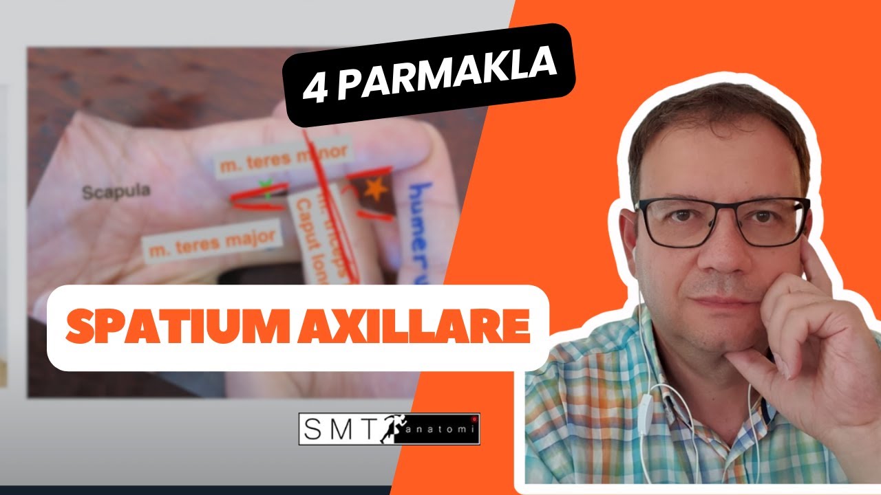Spatium Axillare'ler, Fossa Axillaris ve Üst eks sinirlerine bakış