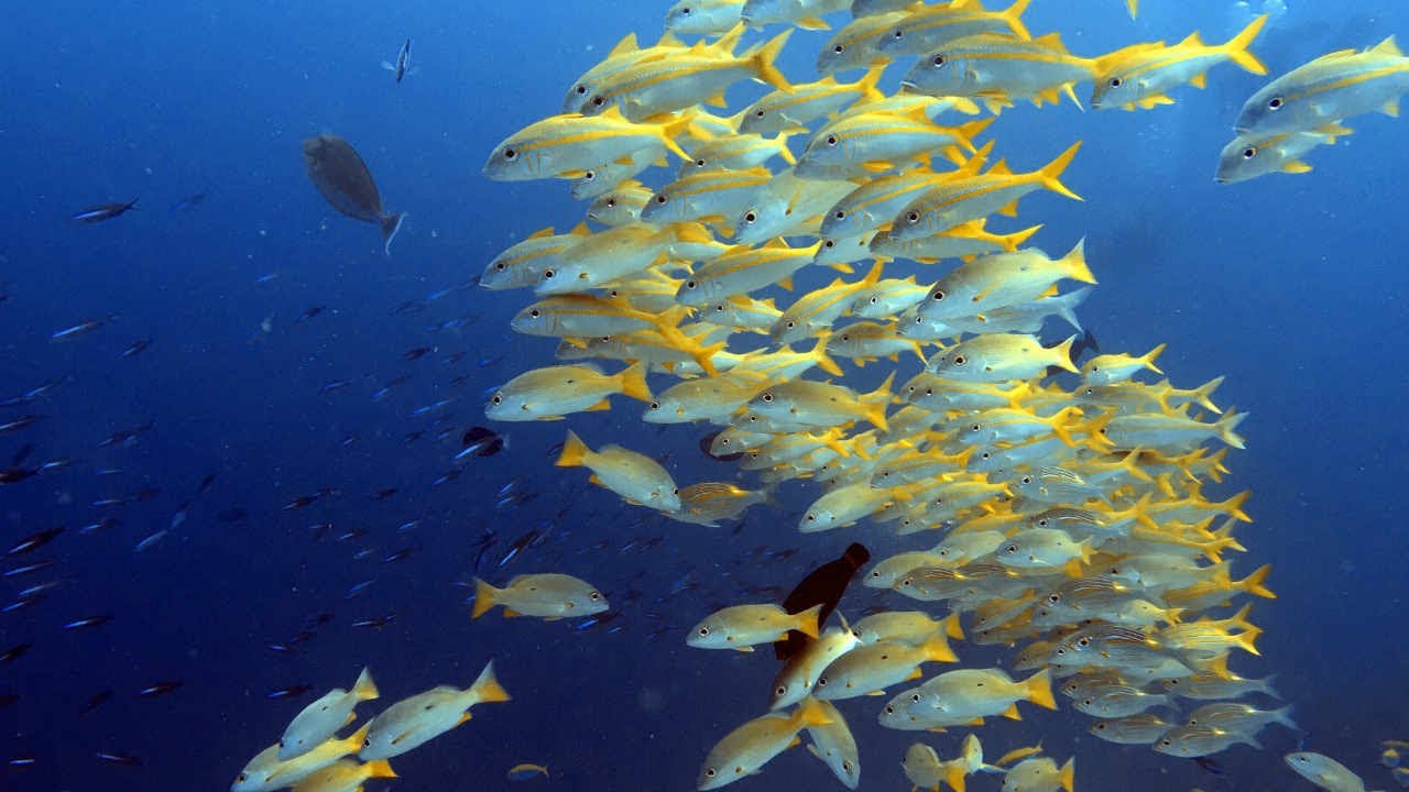 Kichuani/Small Wall - Mnemba Atoll