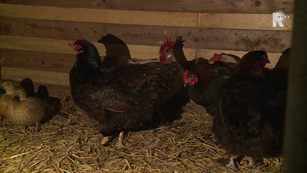 Vos bijt kippen, eenden en ganzen dood