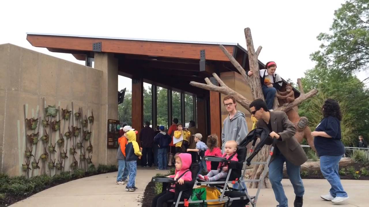 Orangutan Canopy Opens At The Kansas City Zoo
