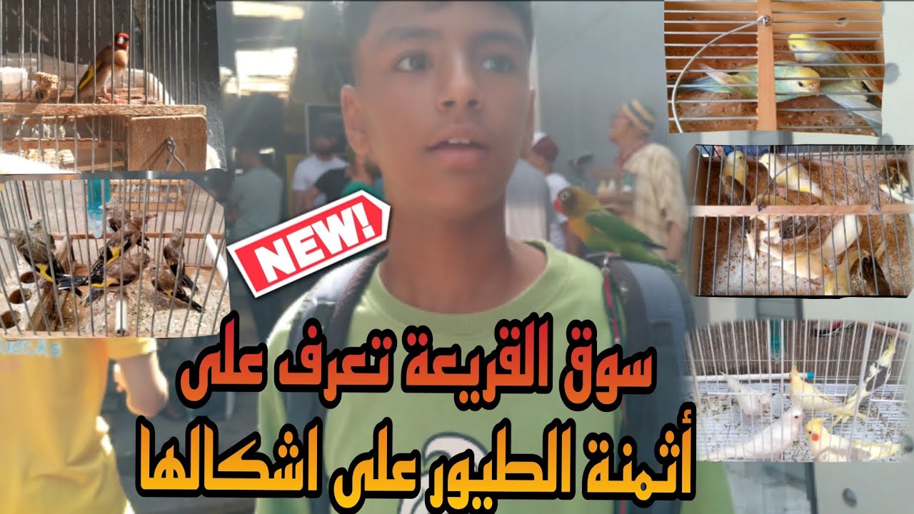 سوق القريعة يوم السبت 10/8/2024 تعرف على أثمنة 🔥 الطيور على اشكالها والله يدير الخير لجميع