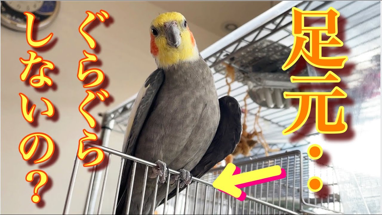 止まりにくい場所をわざわざ好むオカメインコ17歳 17-year-old cockatiel's favorite place