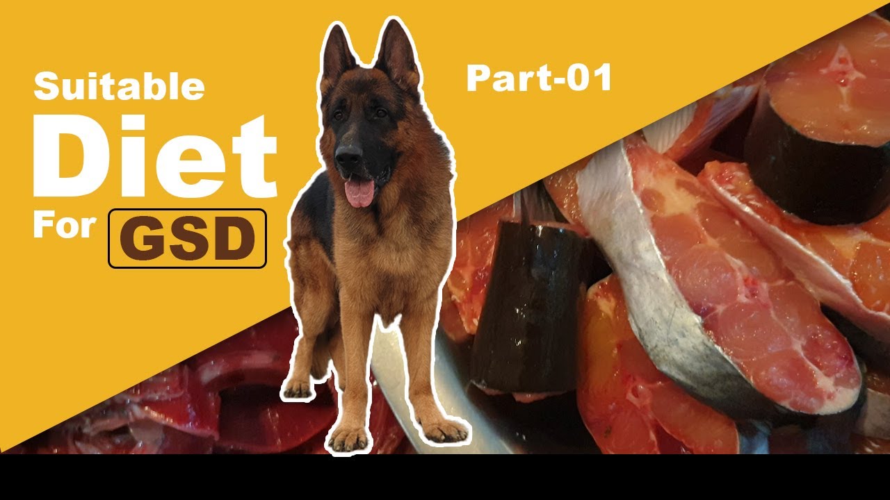 Suitable Diet For GSD | Part-01