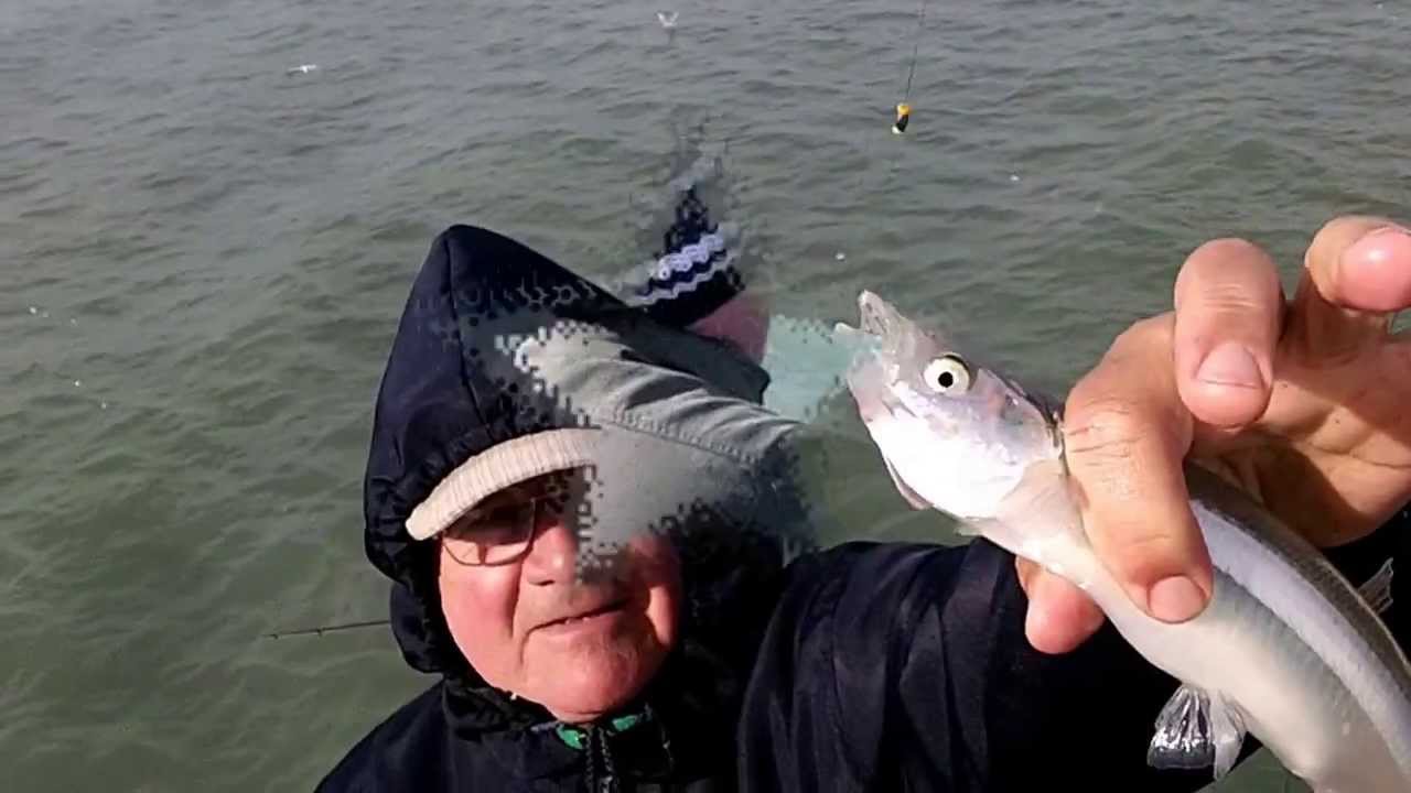 Pesca de Escardones y Cornos en el Muelle de Miramar 26 de Julio de 2013