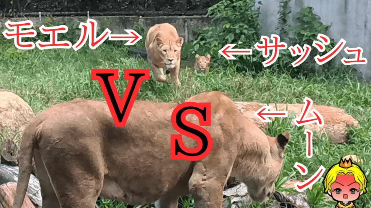 とくしま動物園のライオン～ムーンVSモエルVSサッシュ～#徳島 #動物園 #とくしま動物園 #ライオン #サッシュ　#赤ちゃん  #阿波おどり #カプリTube　#japan #japanese