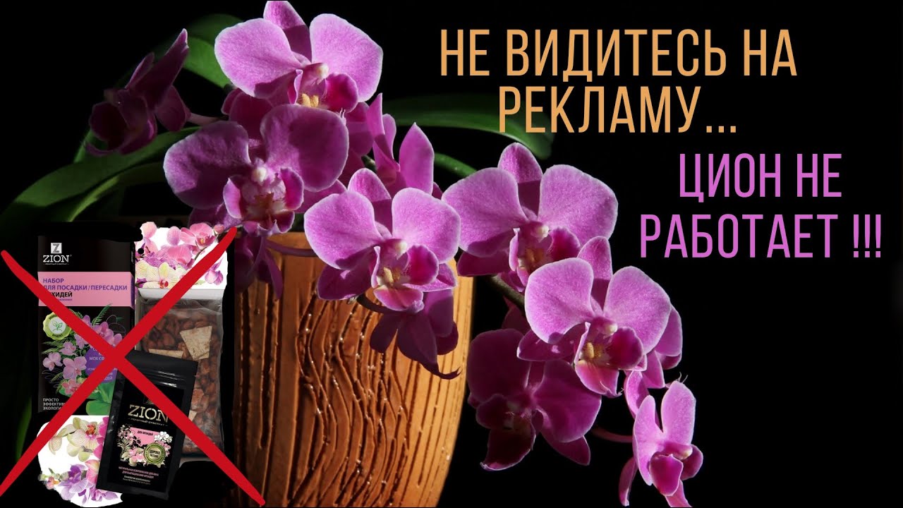 #Цион для орхидей - #деньги на #ветер, как и любой другой цион❗ #Чудо не случилось 😔