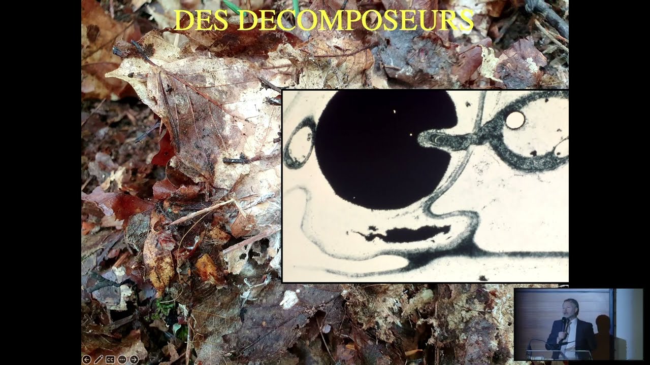 L’arbre (et la forêt) comme écosystème, par Marc-André Selosse