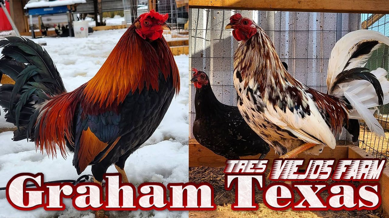 Nice Farm Tres Viejos Farm Texas - Farm Visit