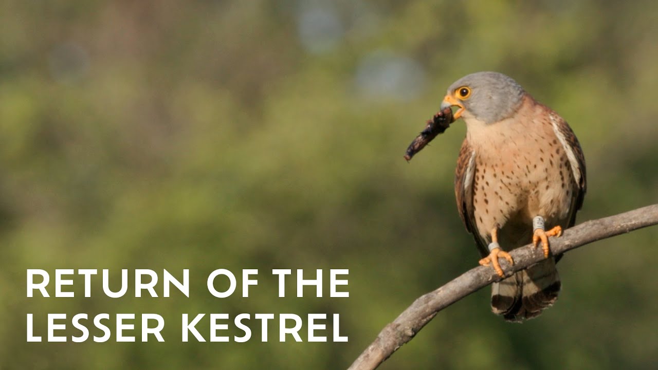 The Return of the Lesser Kestrel | Ep. 1 Rewilding the Iron Curtain