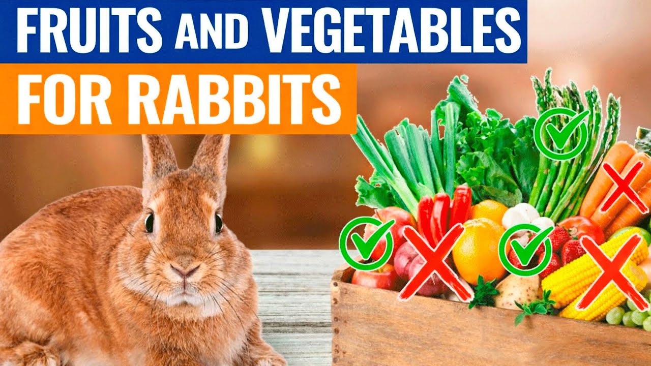 Rabbit Diet 101: Safe Fruits & Veggies Every Bunny Parent Should Know