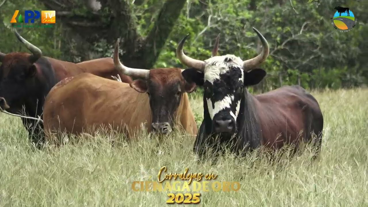GANADERÍA LA TENTACIÓN PARA CERRAR TEMPORADA EN CIÉNAGA DE ORO 2025