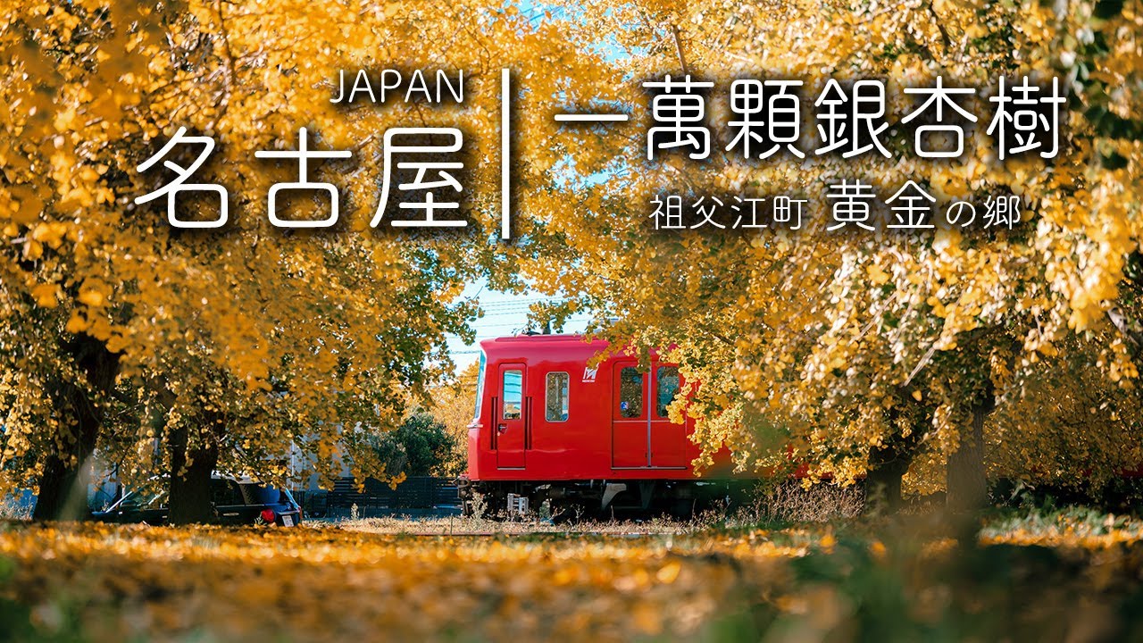四季變色！一年一度的金黃寶藏｜秋天的絕美秘境，探訪銀杏之鄉｜4K HDR