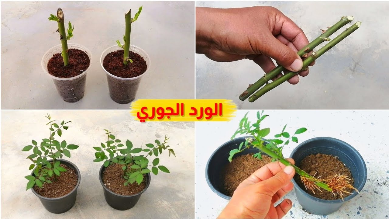 أفضل طريقة لزراعة الورد الجوري بالعقلة في المنزل اضافة إلي الري والتسميد