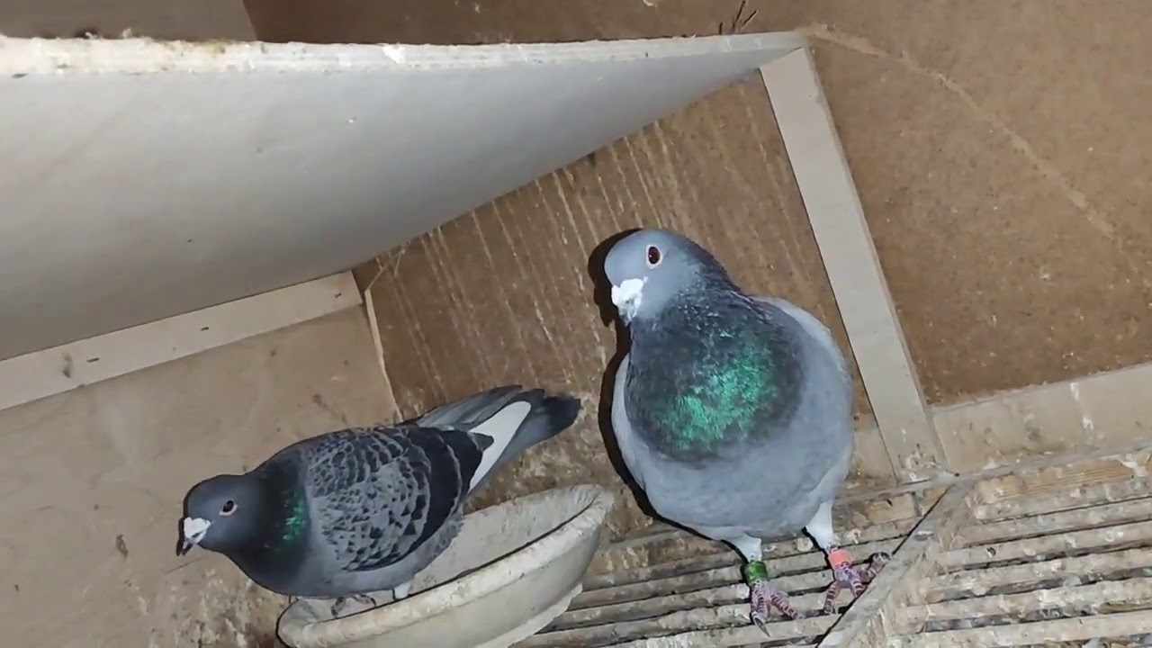 Jak parować gołębie? Kilka zdań o tym jak to się u mnie robi. #racingpigeon #pigeonfancier