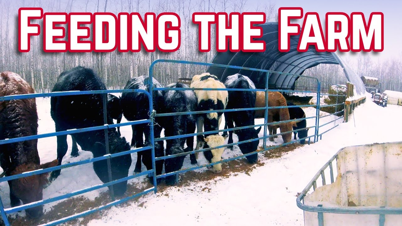 Morning Feed on the Farm