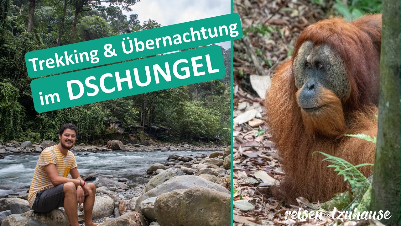 Bukit Lawang | Sumatra ● Dschungel Trekking & Wilde Orang Utans + Rafting ● Weltreise Vlog #017