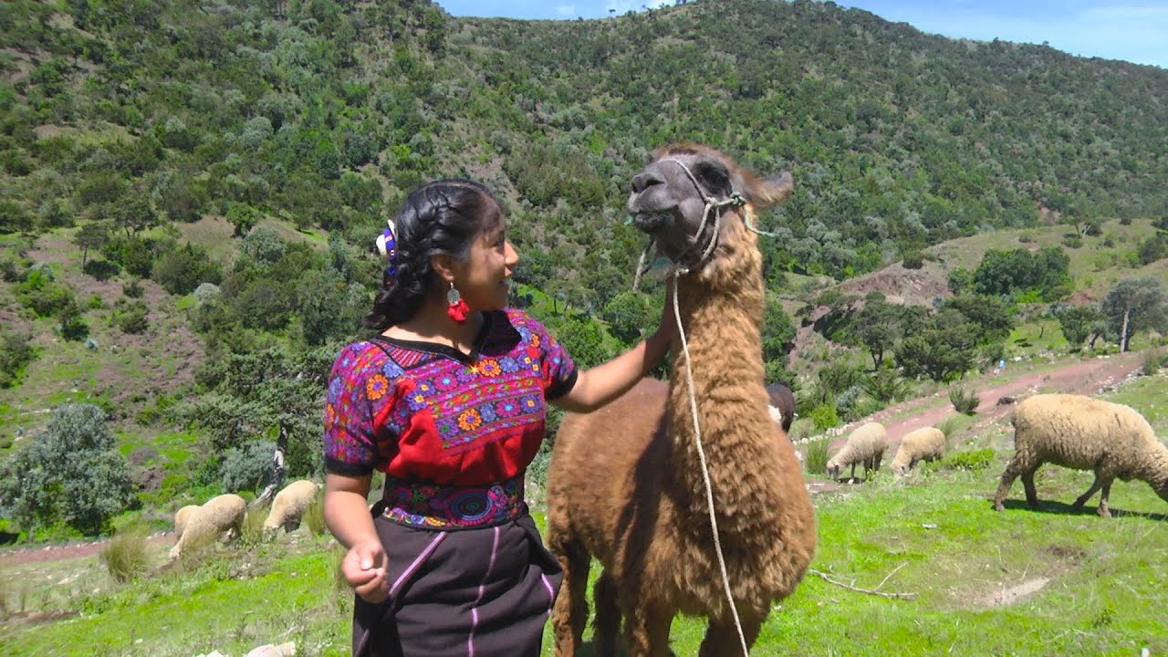 Las Llamas de la Sierra de los Cuchumatanes.