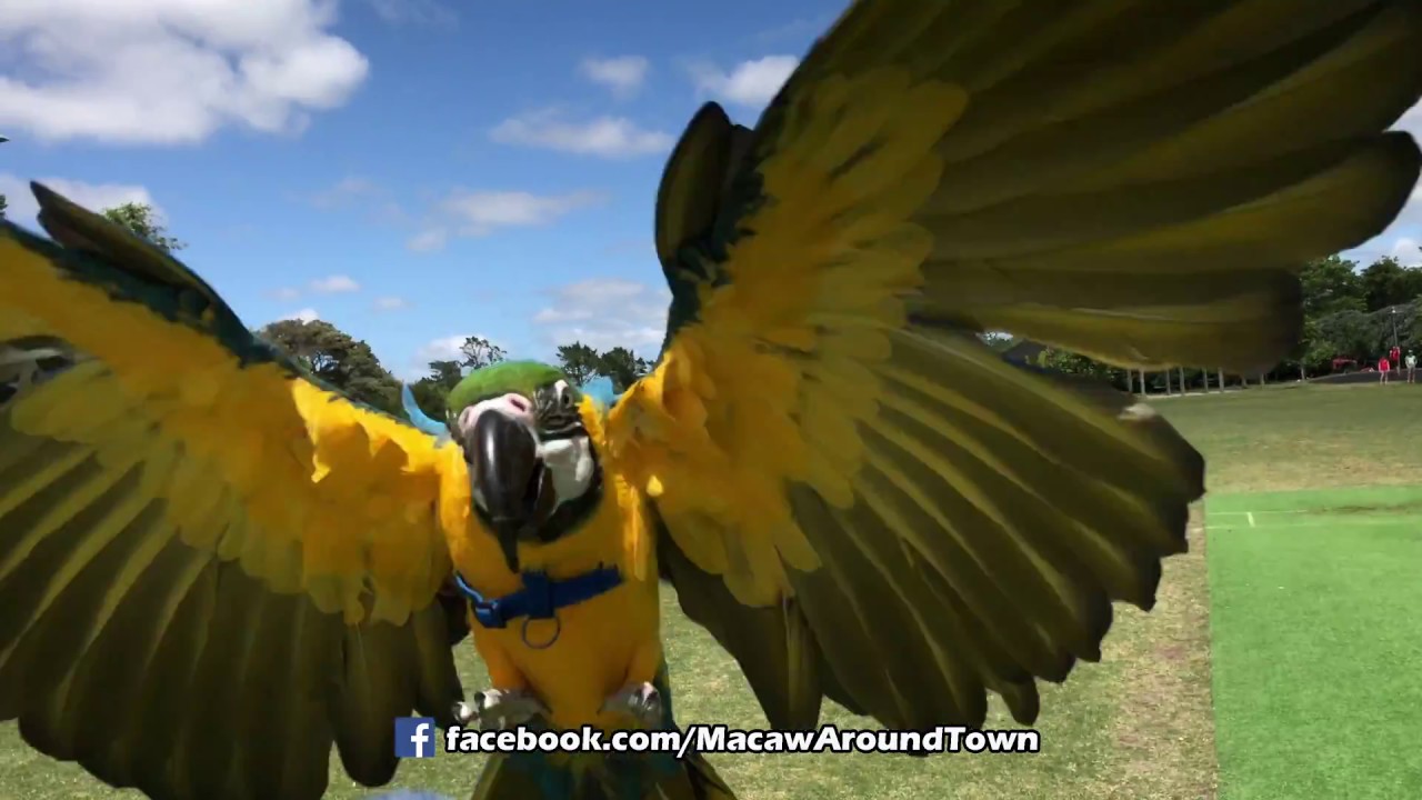 Long Flight - Ara Ararauna Free Flying - New Zealand