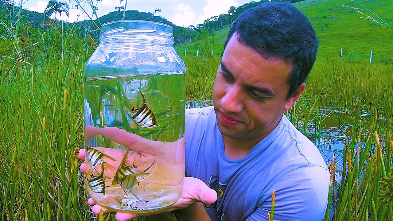 INCRÍVEL - CAPTURAMOS PEIXES ORNAMENTAIS SELVAGENS - ACARA BANDEIRAS - subtitles in English