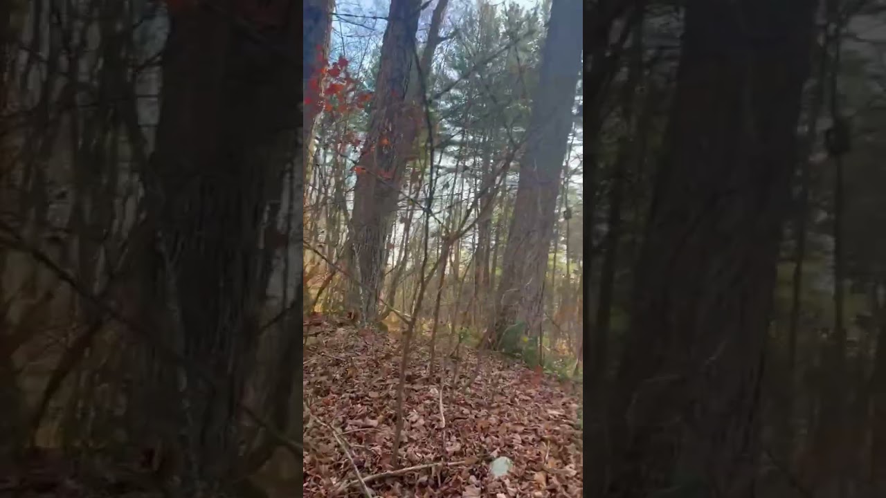 Connecticut Nature Walk 🌲 Gay City State Park + Soft Piano