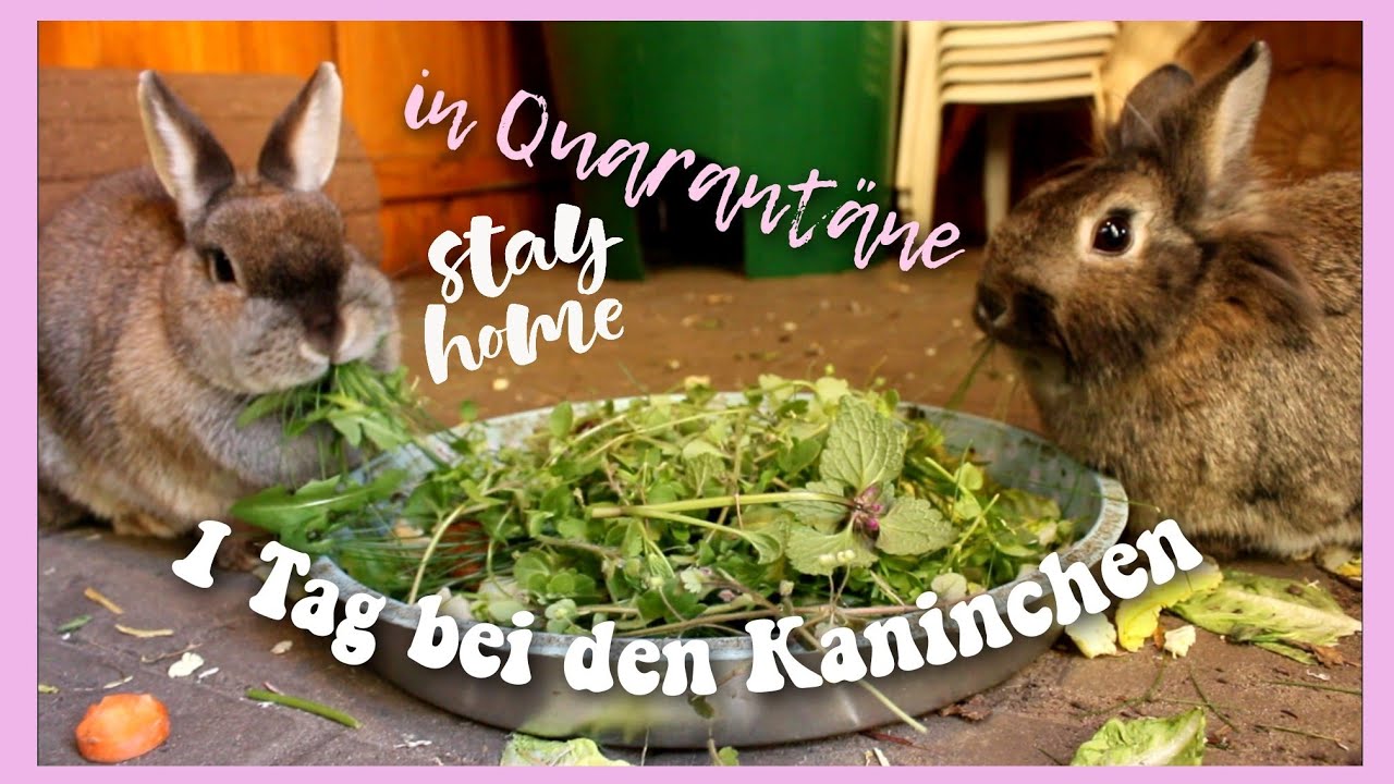 Meine KANINCHENROUTINE in Quarantäne 🐰 // Meine Mümmler