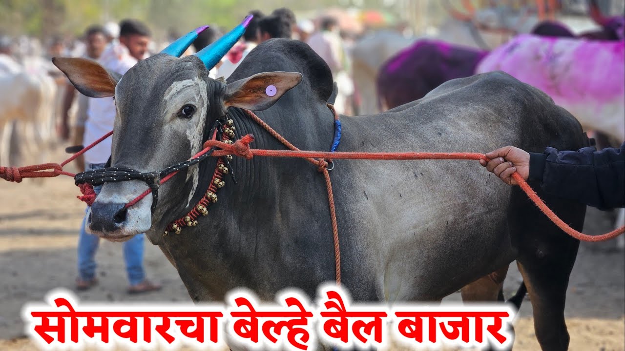 सोमवारचा बेल्हे बैल बाजार,,दि-‌16/03/2026…Belhe Bail Bajar..Bail Bazar Belhe...#Belhe