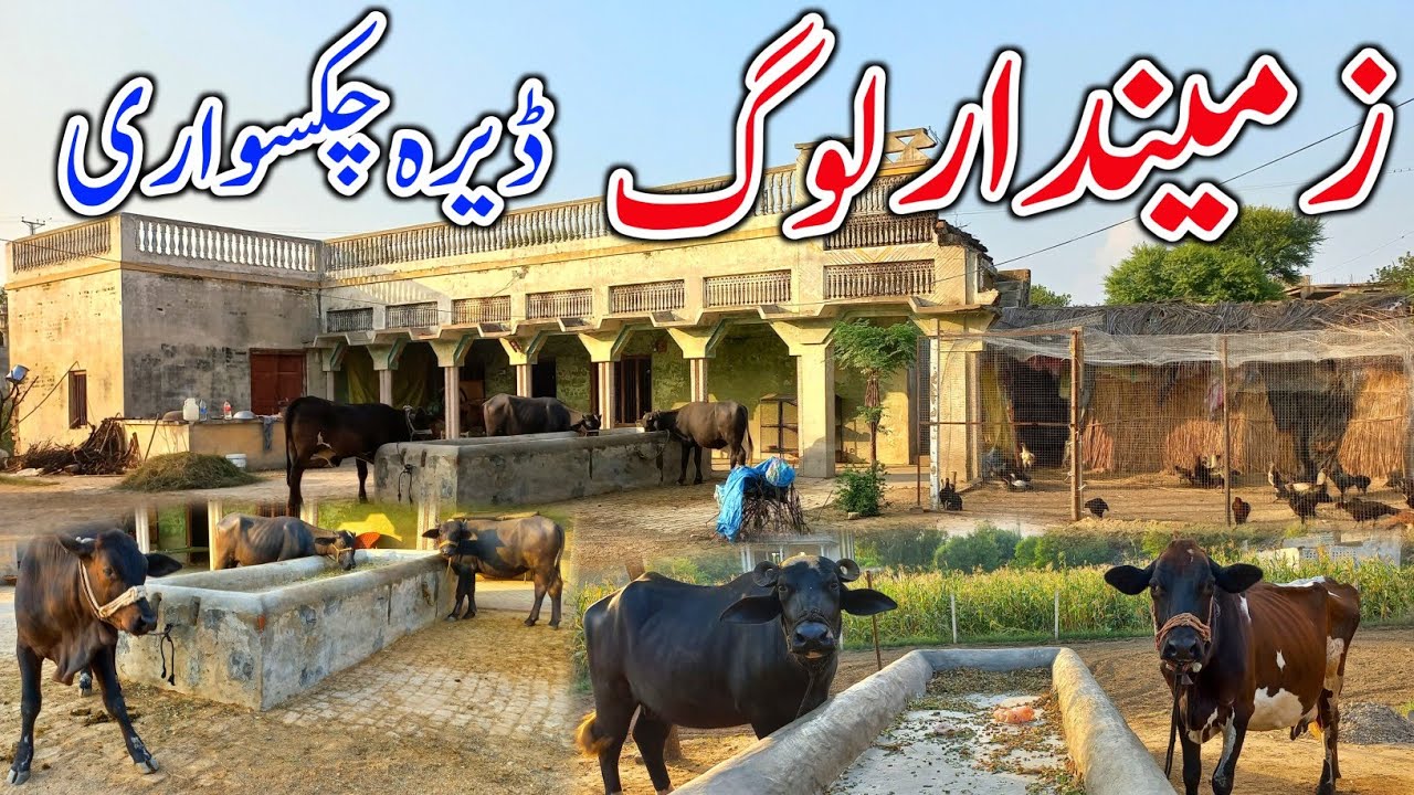 Landed people | زمیندار لوگ | Dera Culture Chakswari | ڈیرہ ثقافت | Village life in Mirpur AJK
