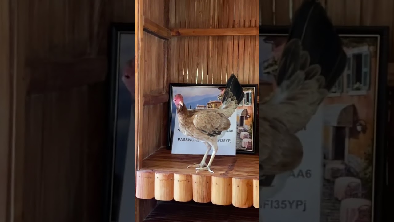 Mama chicken looking for a spot to lay eggs. Pangingitlog ng manok.