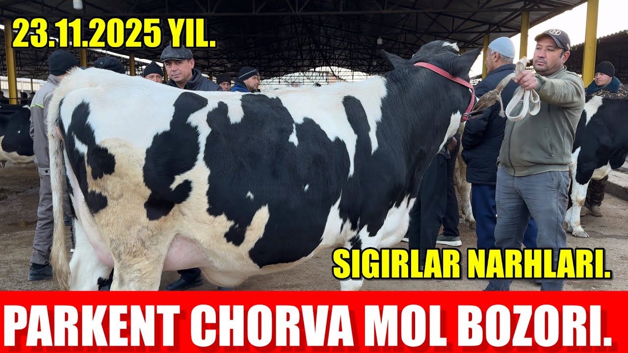 TOSHKENT VIL, PARKENT TUMANI, BOYQOZON QO&rsquo;RG&rsquo;ONI, CHORVA MOL BOZORI,SIGIRLAR NARHLARI.