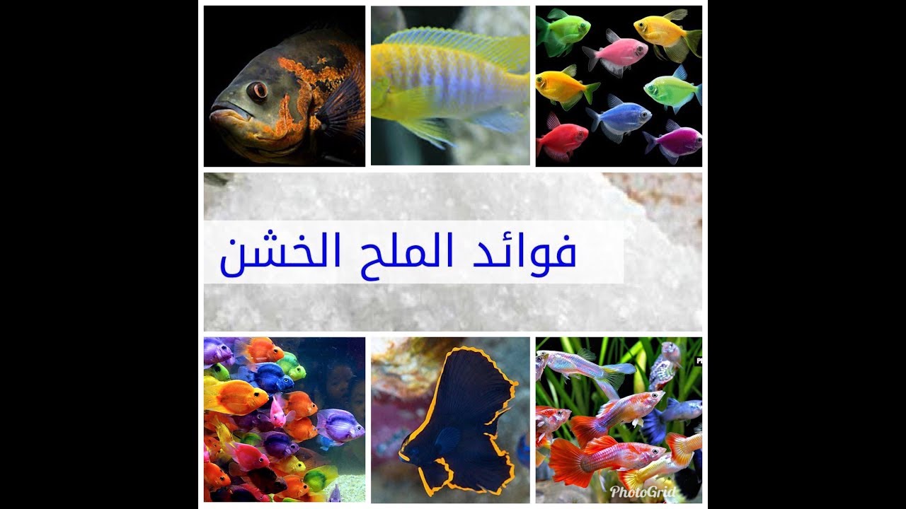 اسباب استخدام الملح للحوض الاسماك