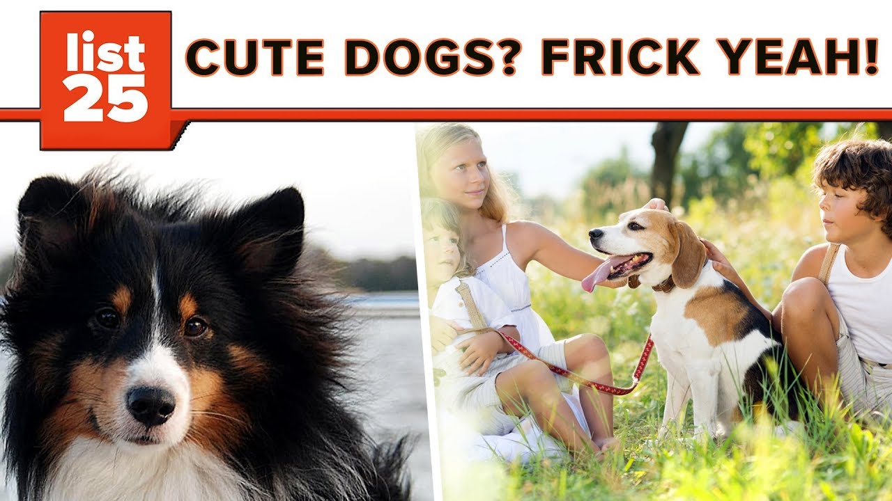 25 Cutest Dog Breeds You'll Fall In Love With