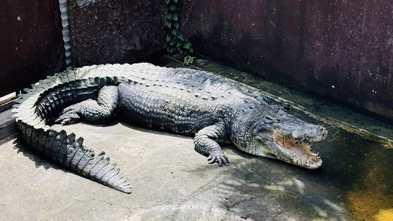 Crocodile Farm in Puerto Princesa Palawan | Palawan Wildlife Rescue and Conservation Center
