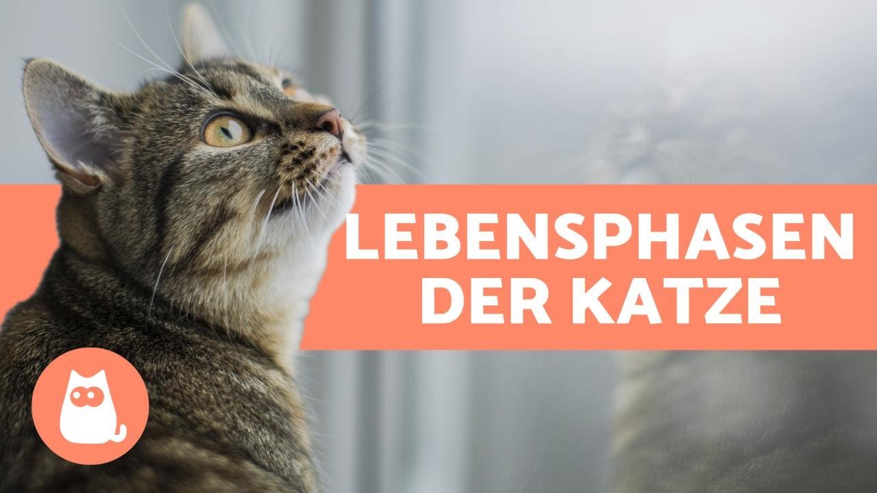 Lebensphasen der Katze - Wann ist mein K&auml;tzchen eine erwachsene Katze?