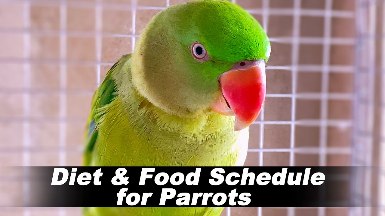 Diet & Food Schedule for Parrots | Tutu Talking Parrots