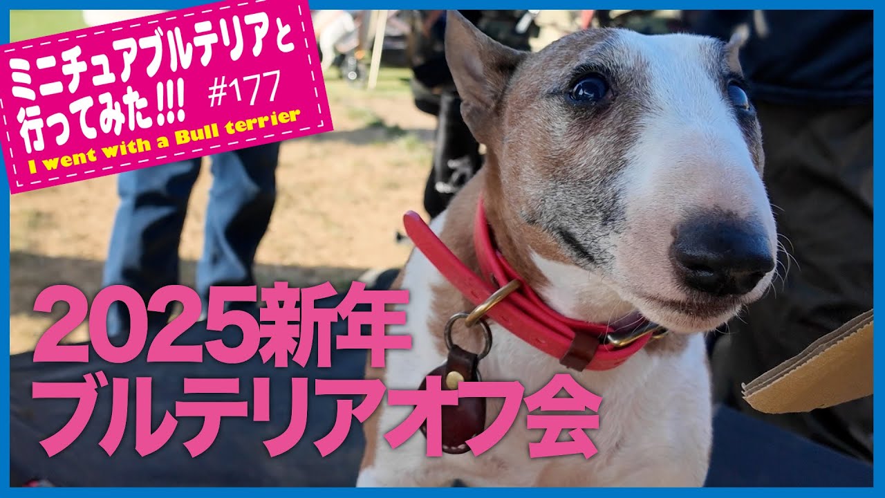 bullterrierブルテリア/2025新年ブルテリアオフ会　2025 New Year Bull Terrier Meet-up