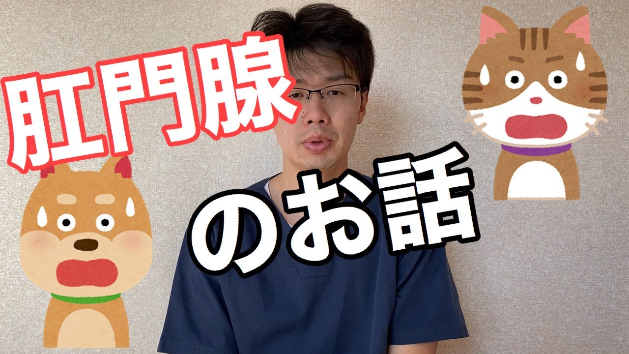 犬猫の肛門腺のお話【小動物獣医師のお話 Vol.9】