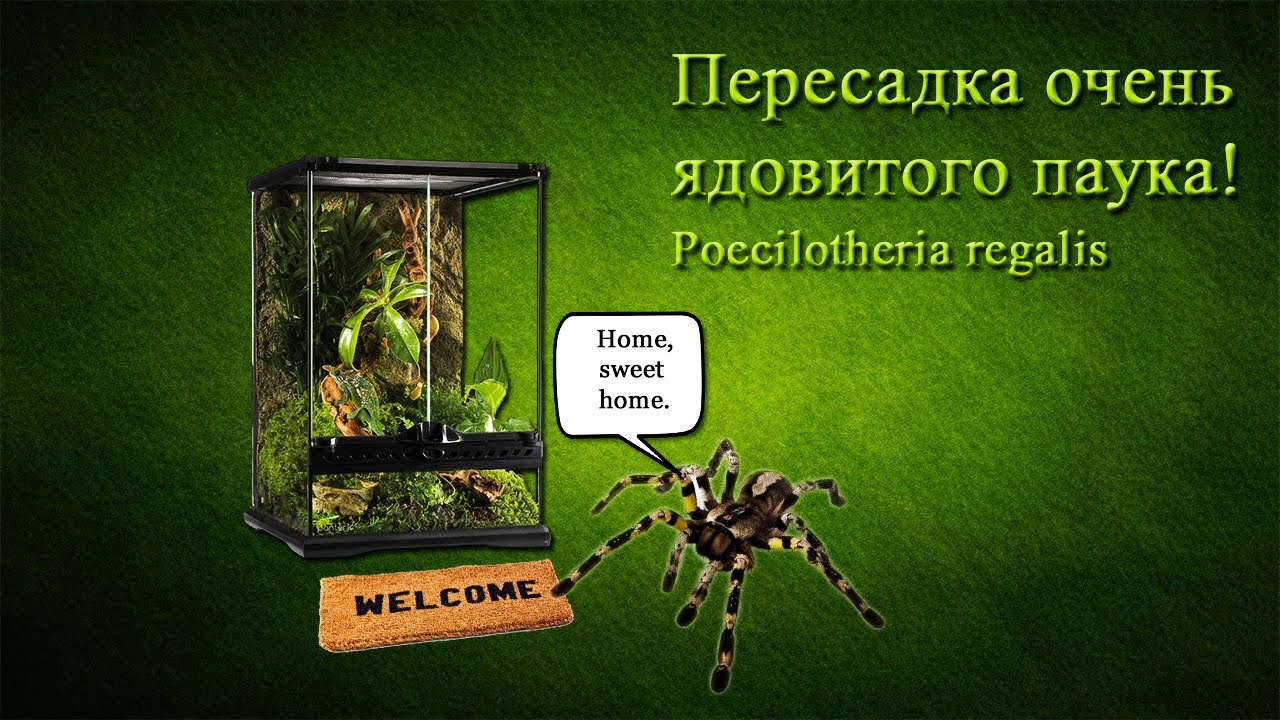 Пересадка очень ядовитого паука! Poecilotheria regalis !