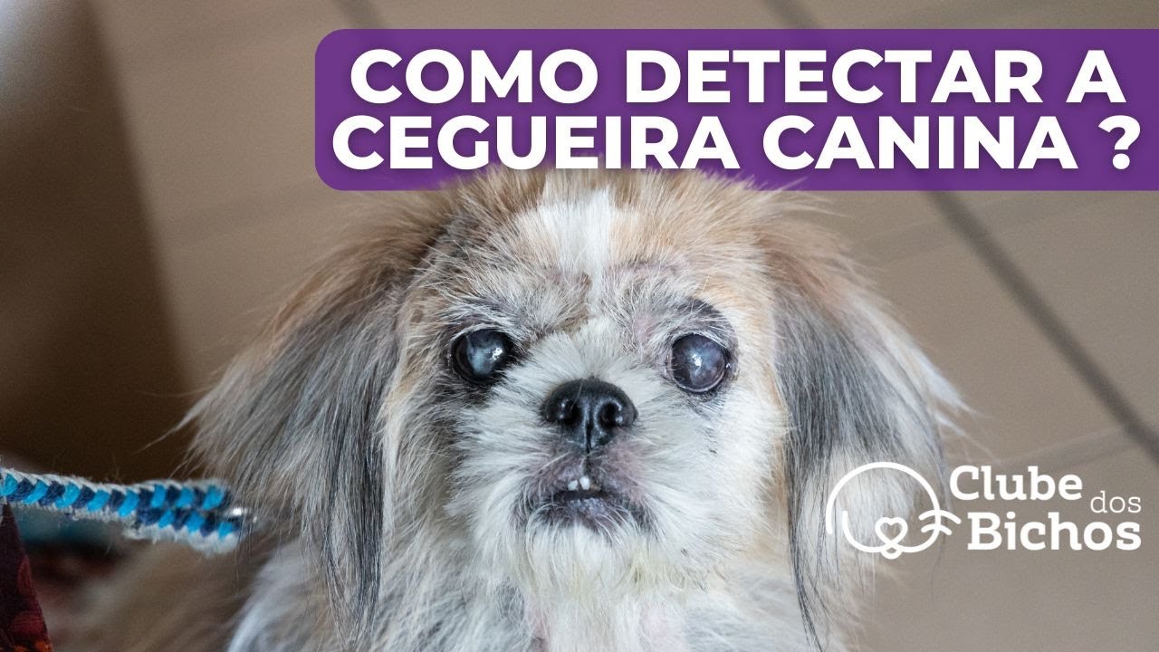 ✅   Como saber se meu cachorro está ficando cego ? 👀