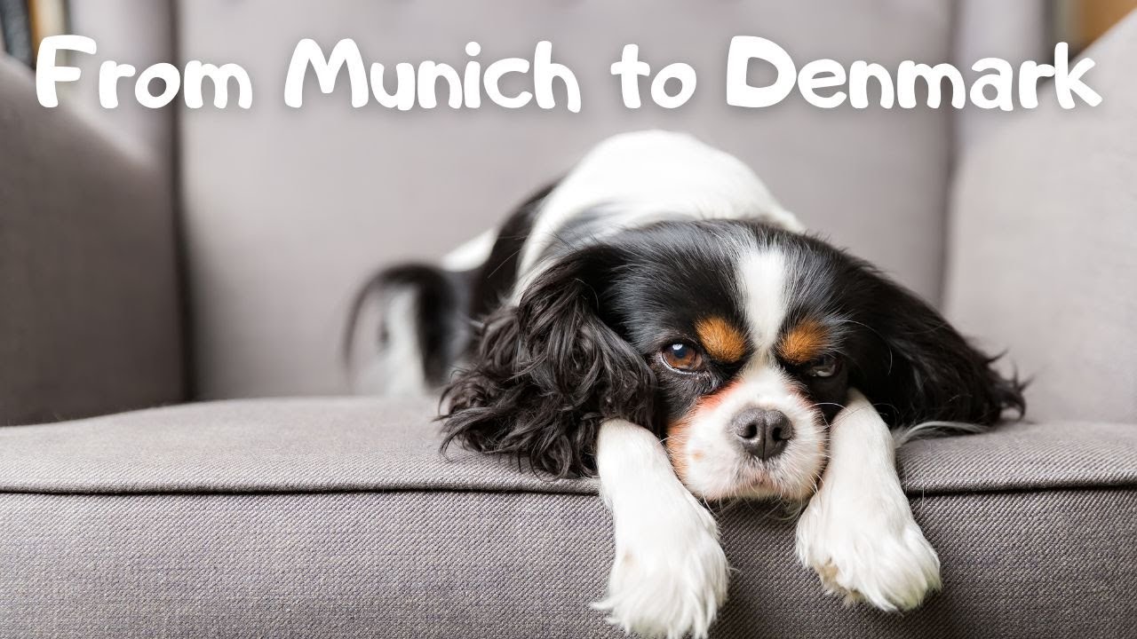 Road trip with Cavalier King Charles Spaniel