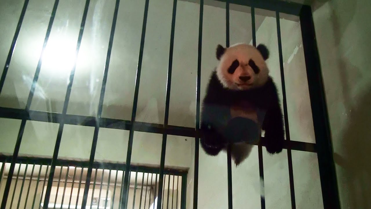 Panda baby little escape!  赤ちゃん パンダ 小脱走