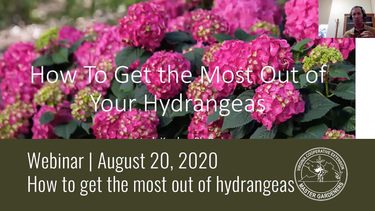 How to get the most out of your hydrangeas with Josh Kardos