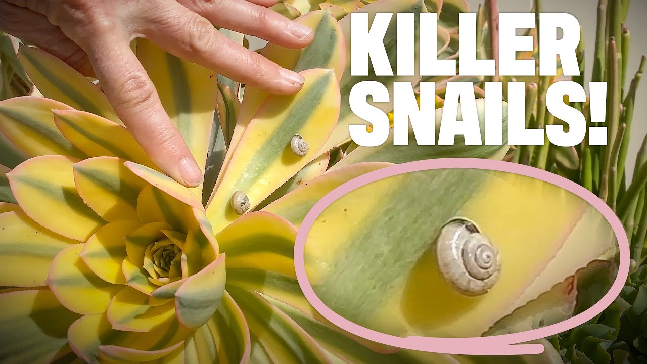 Escondido First Annual Maintenance | Fighting Snails with Snails