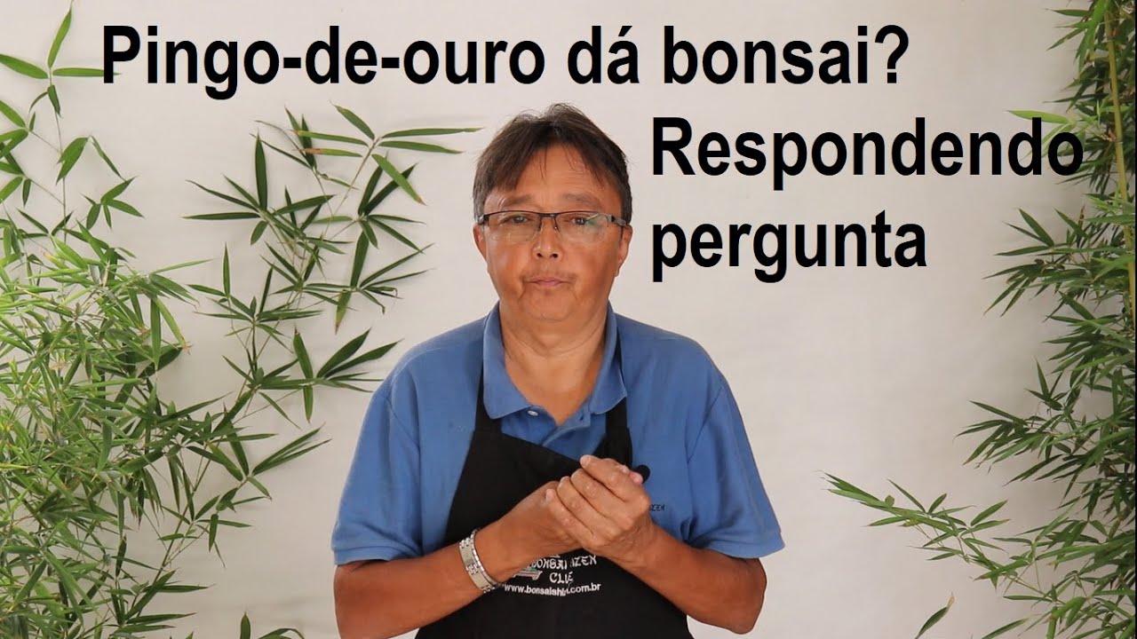 Pingo-de-ouro da bonsai